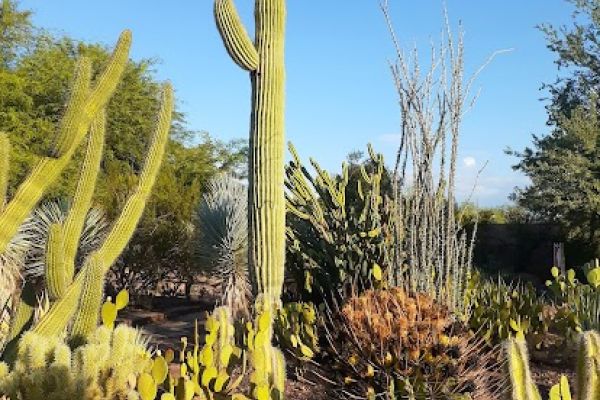Desert Botanical Garden